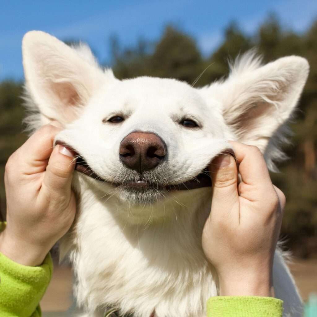 Photo chien