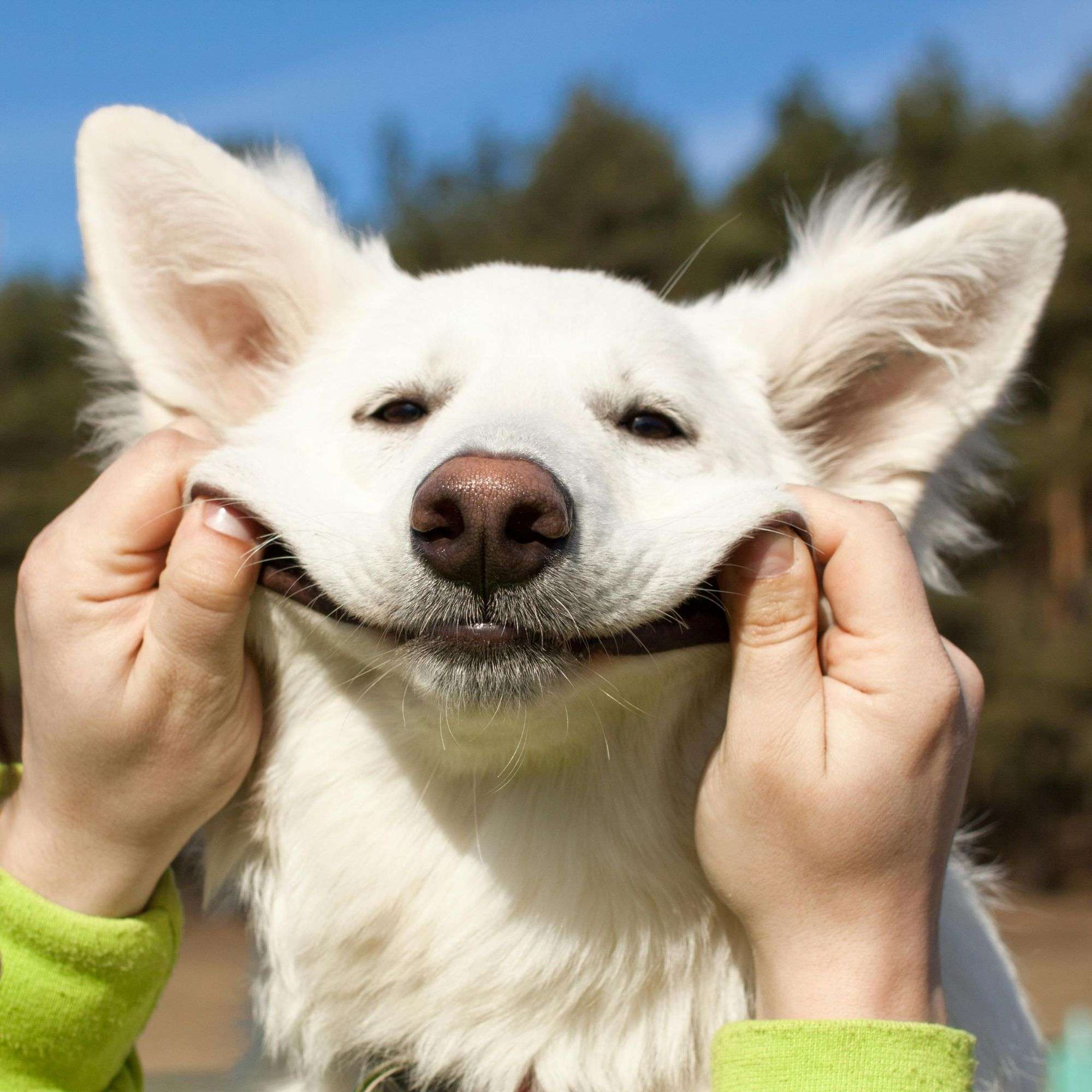 Photo chien